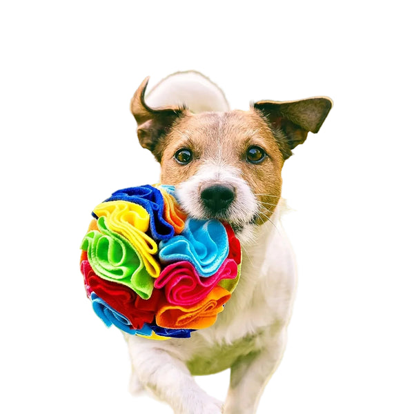 Dog holding a colorful Interactive Training Toy in its mouth outdoors.