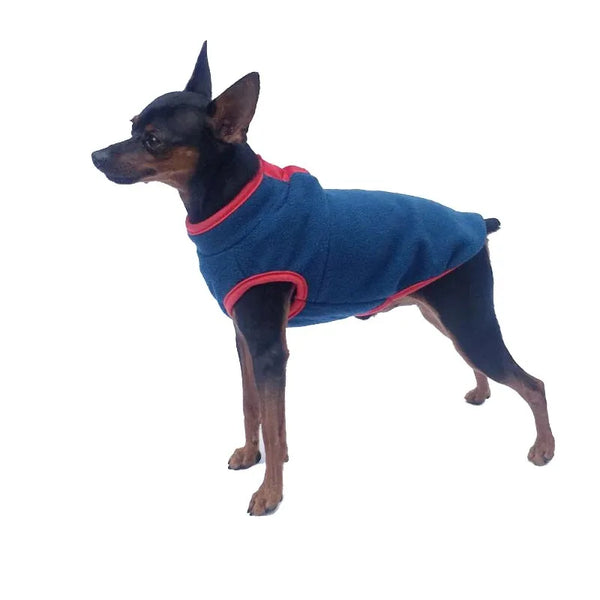 Dog wearing a blue sweater with red trim on a white background